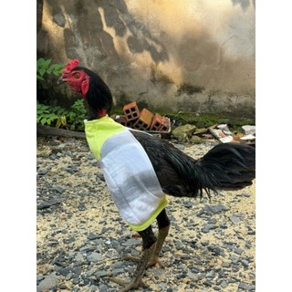 Thú bông 3D - GÀ ĐÁ, GÀ TẬP LỰC 🐓