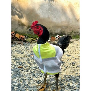 Thú bông 3D - GÀ ĐÁ, GÀ TẬP LỰC 🐓