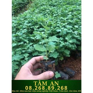 Cây giống cà gai leo hoa trắng - tím chuẩn giống tính dươc liệu