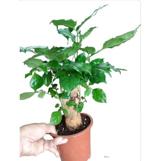 Cây hạnh phúc để bàn gốc to mang lại hạnh phúc, may mắn