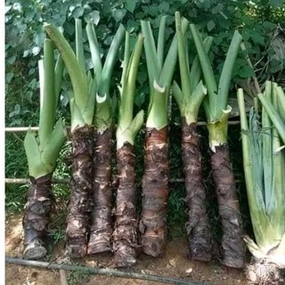 1kg củ bạc hà núi
