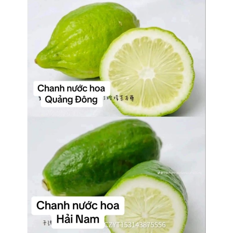 Chanh nước hoa Quảng Đông 500g