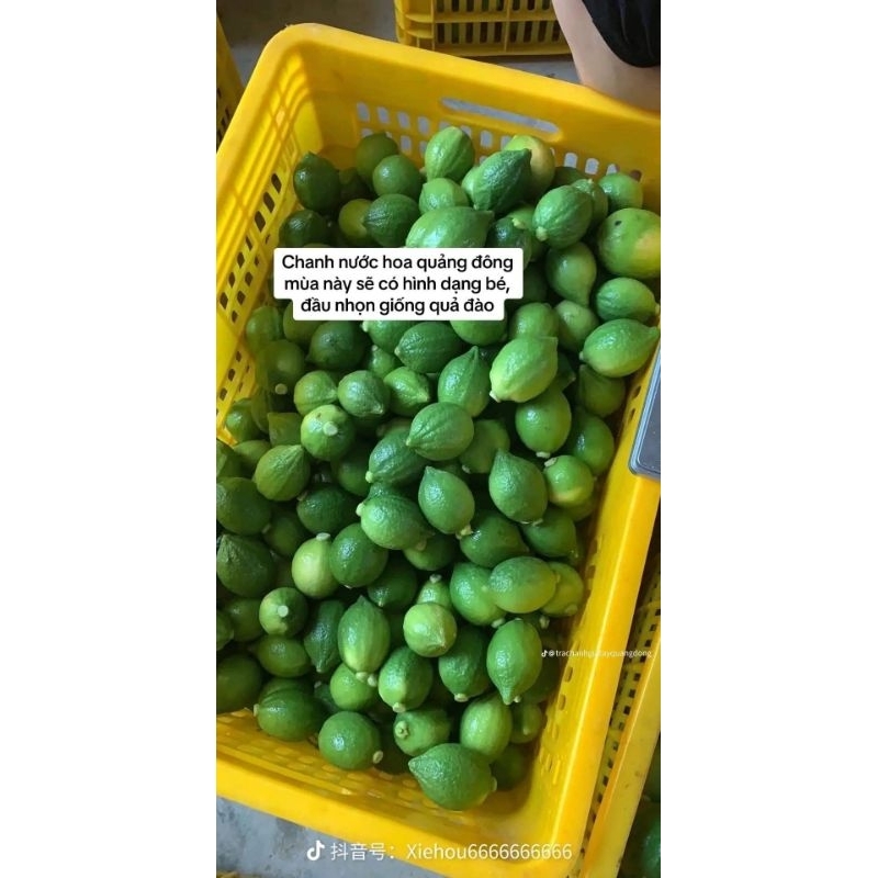 Chanh nước hoa Quảng Đông 500g