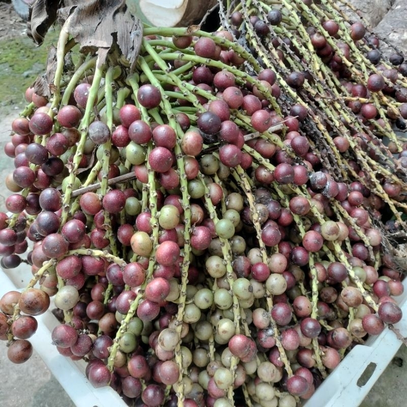 Đủng đỉnh tươi/ sấy khô  thơm sạch