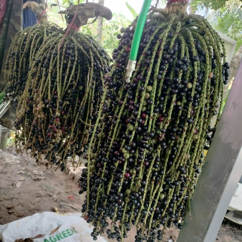 Đủng đỉnh tươi/ sấy khô  thơm sạch