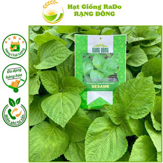 Hạt giống rau thơm mè hàn quốc sesame hạt giống rạng đông