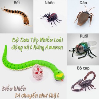 ()Rắn điều khiển và Bộ sưu tập các con vật rừng rậm Amza:Rết, nhện, rùa,bò ngựa, bướm, ong, bò cạp,..