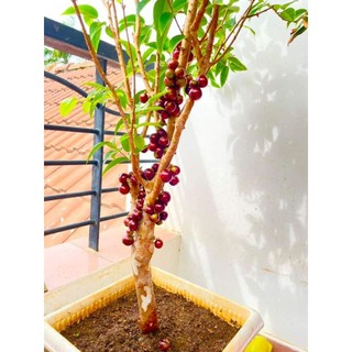 Cây Nho thân gỗ 12 vụ - nho đỏ (30-40cm)