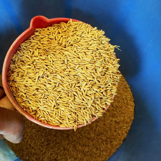 1kg Lúa (thóc) thức ăn gà vịt chim - Gà chọi - Gà cảnh - Chim cu gáy