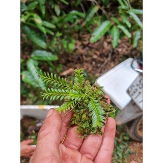 Khóm Lan Xương Cá , Erycina set terrarium, bán cạn, tiểu cảnh