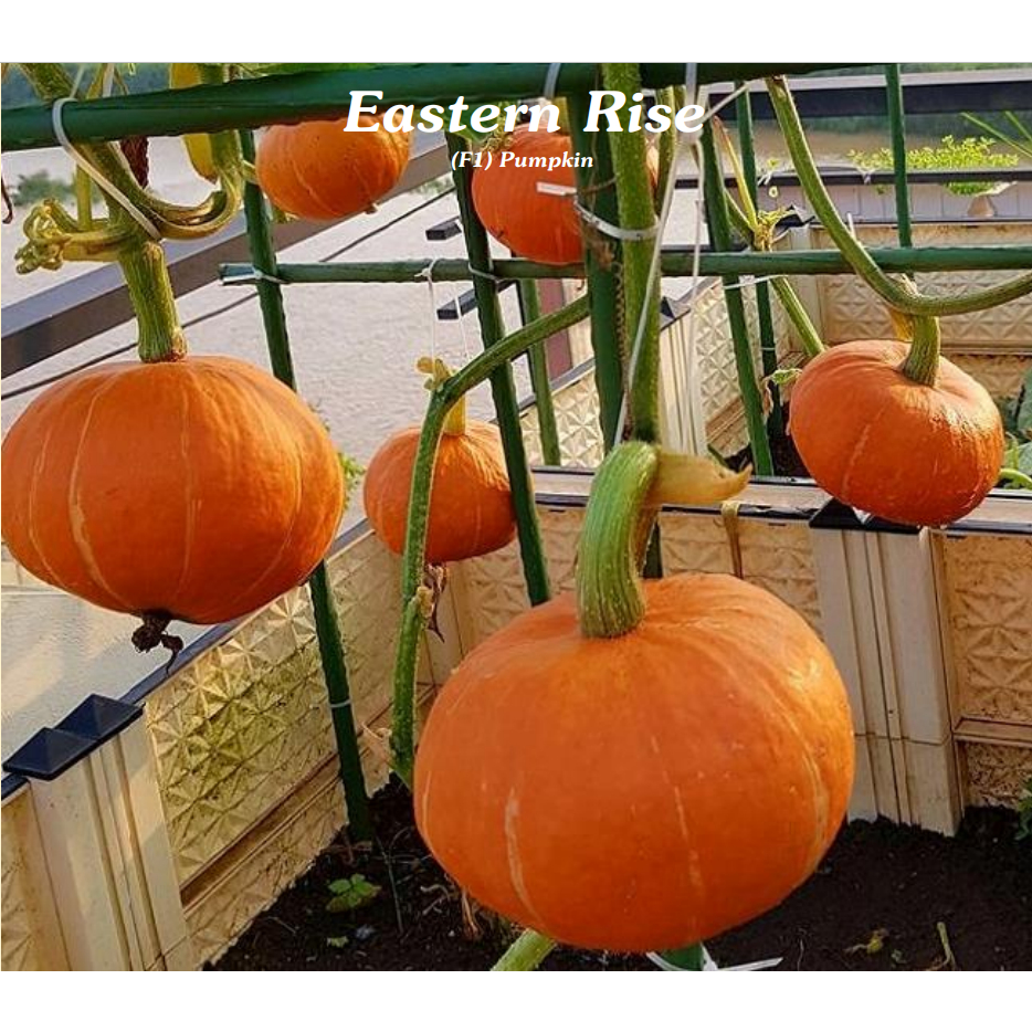Hạt giống Bí mặt trời Eastern Rise