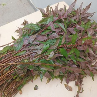 0,5 kg thuốc roi tím Thuốc Dòi tuoi Síp hỏa tốc 1h nhận hàng