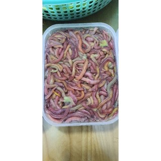 Rươi Tứ kì