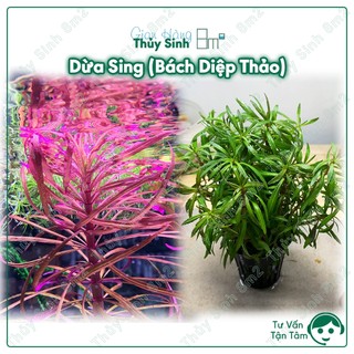 Dừa sing , cây thủy sinh hậu cảnh, cắt cắm | 8m2