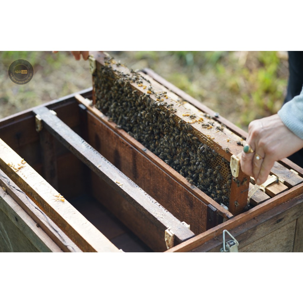 Mật ong nguyên chất hoa cà phê Ngon lành có bánh tổ