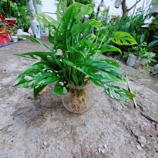 Chậu cây trầu bà lỗ trồng thủy sinh