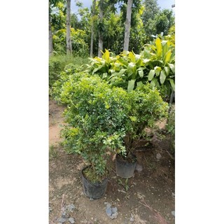 Chậu hoa nguyệt quế ( hoa thơm quanh năm)