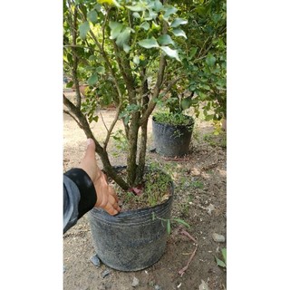 Chậu hoa nguyệt quế