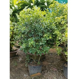 Chậu hoa nguyệt quế ( hoa thơm quanh năm)