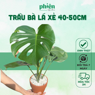 Cây Monstera Deliciosa Trầu Bà Lá Xẻ kèm chậu gốm 40-50cm 1 gốc