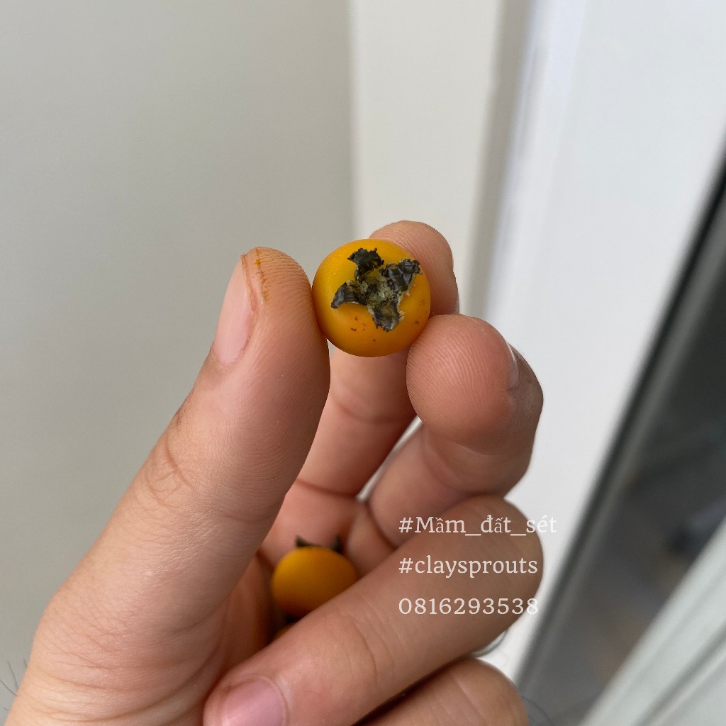 Mô hình trái hồng giòn mini cho nhà búp bê từ đất sét tỉ lệ 1/6 - Ảnh tự chụp - Mầm Đất Sét