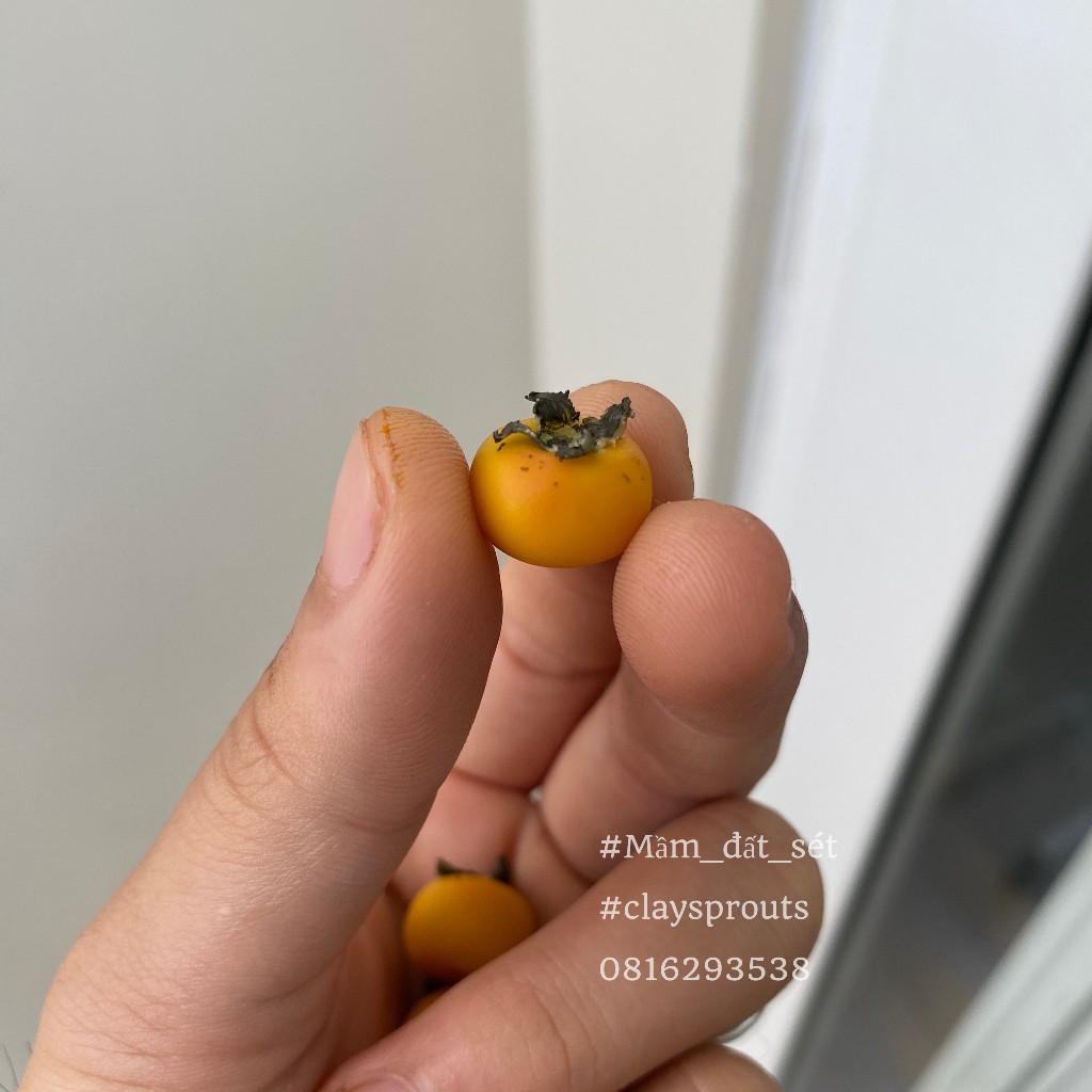 Mô hình trái hồng giòn mini cho nhà búp bê từ đất sét tỉ lệ 1/6 - Ảnh tự chụp - Mầm Đất Sét