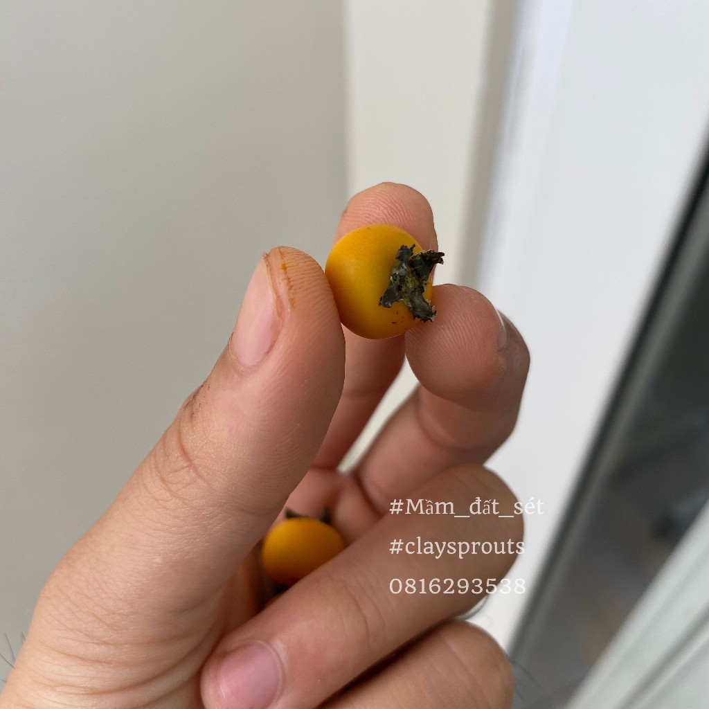 Mô hình trái hồng giòn mini cho nhà búp bê từ đất sét tỉ lệ 1/6 - Ảnh tự chụp - Mầm Đất Sét