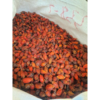 Quả chi tử hay còn gọi quả dành dành 500g - 1kg