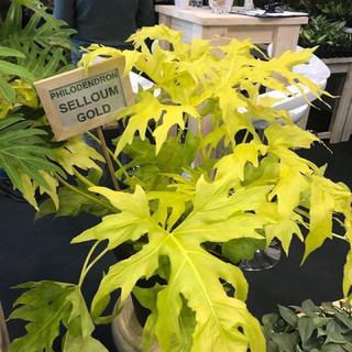 Kiểng lá: Chậu cây Trầu Bà Thanh Xuân “Vàng” - Philodendron Selloum Gold