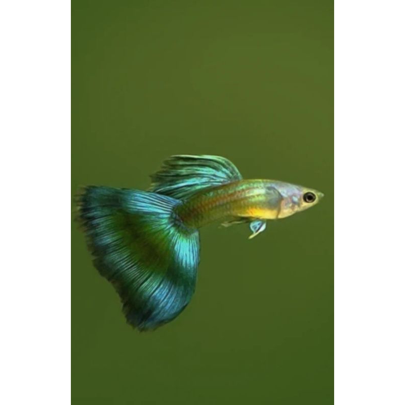 Green moscow thủy sinh