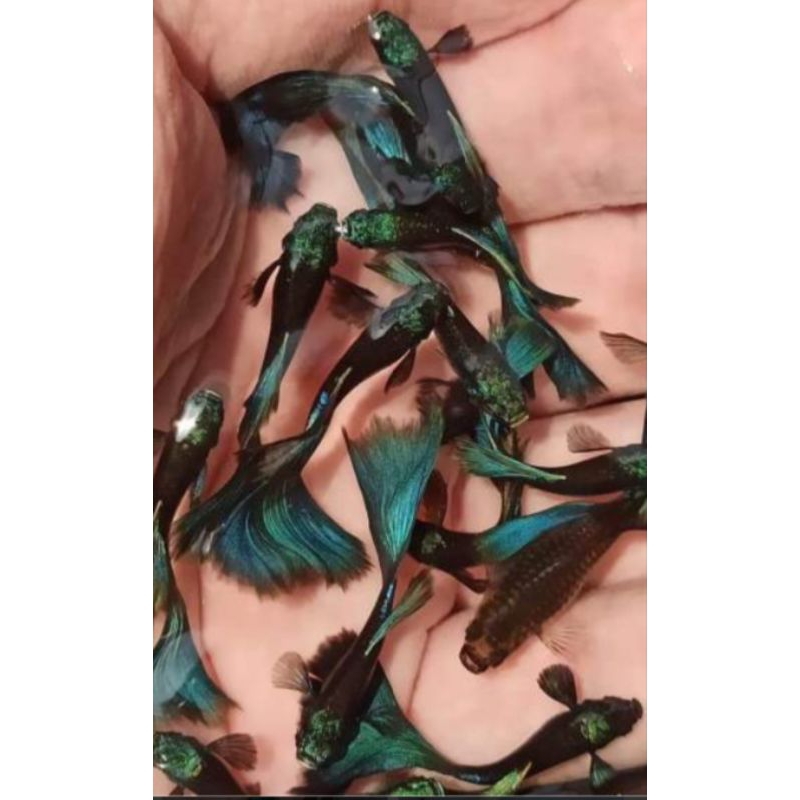 Green moscow thủy sinh