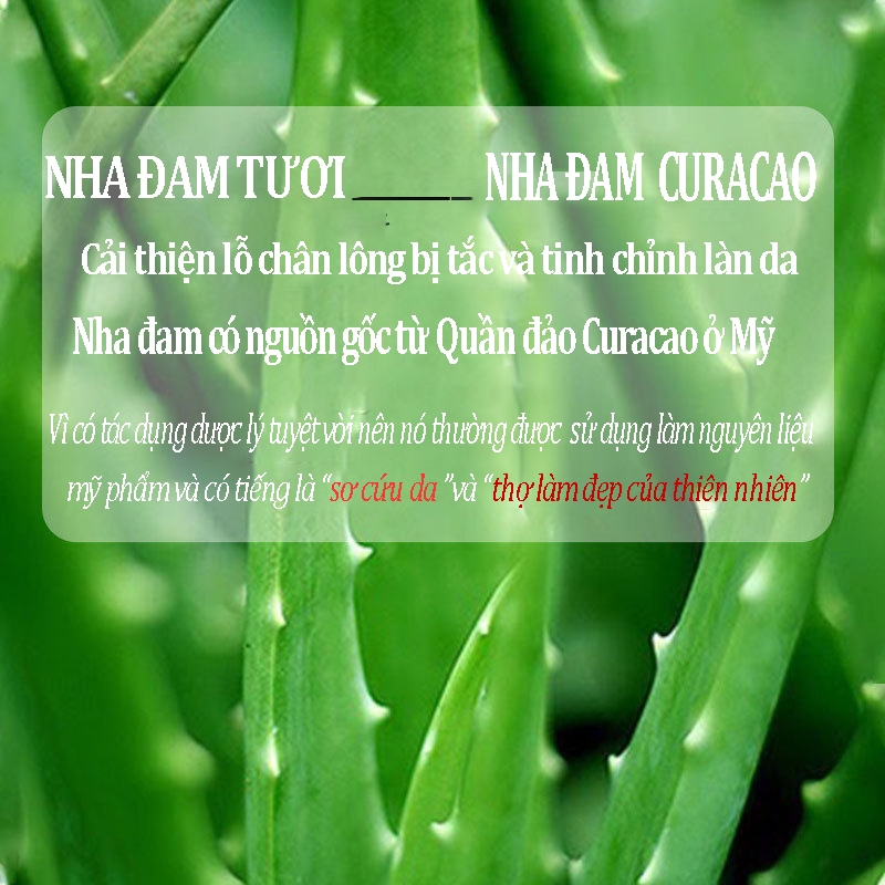 Tẩy da chết toàn thân chiết xuất từ nha đam tự nhiên tẩy sạch tế bào chết da giúp da tươi trẻ mịn màng  LYYOGA M34