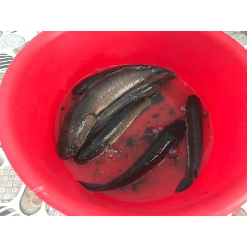 Lưỡi Câu Cá Lóc_ Móng heo_ Thép Lò Xo_ 2,2ly _ 5,5p