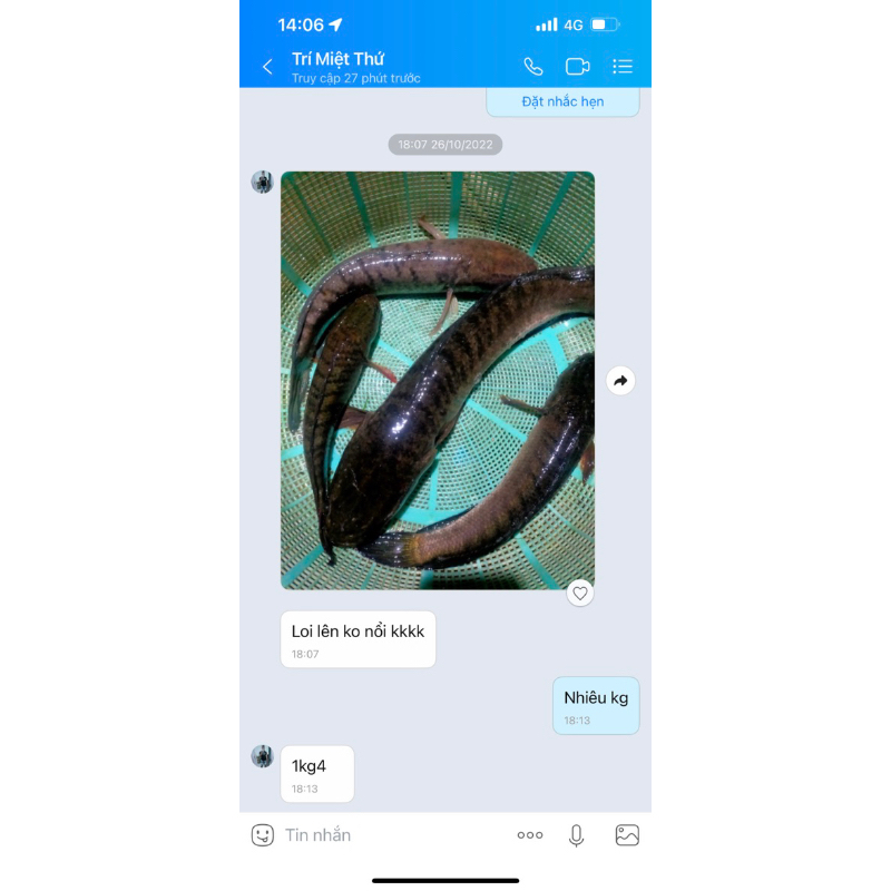 Lưỡi Câu Cá Lóc_ Móng heo_ Thép Lò Xo_ 2,2ly _ 5,5p