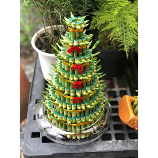 Chậu thuỷ tinh cây trúc Phú Quý 7 tầng tặng kèm đá trang trí