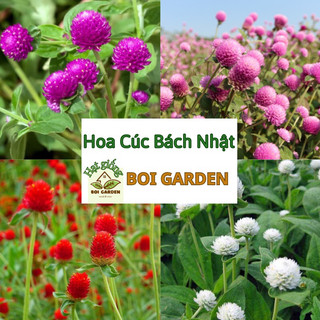 Hạt Giống Hoa Cúc Bách Nhật nhiều màu