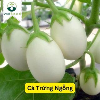 Hạt giống cà trứng ngỗng sai trái 24HSeed