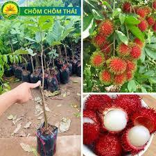 Cây giống chôm chôm thái ghép
