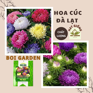 Hạt giống cúc đà lạt nhiều màu