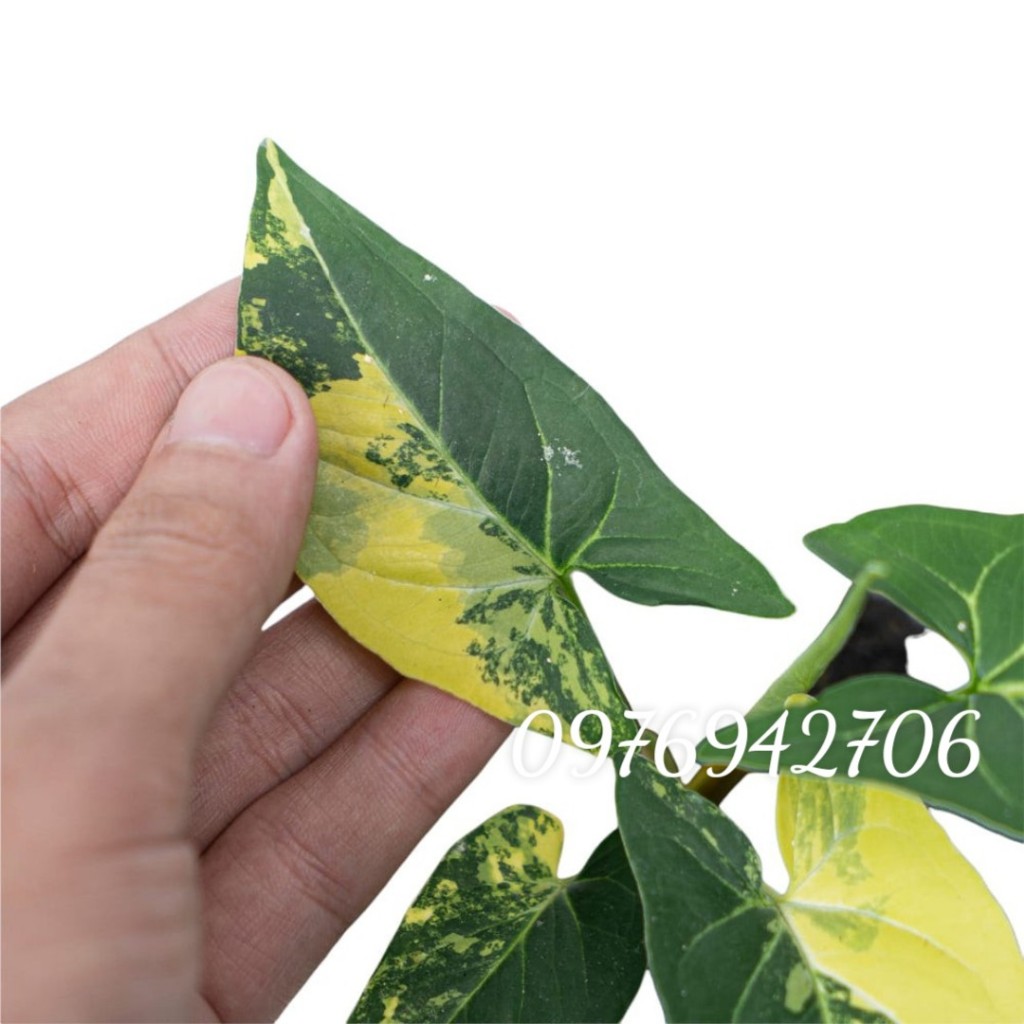 Trầu bà đột biến Var   | Syngonium aurea variegata-cây phong thủy,lọc khí Cây Trầu Bà Var