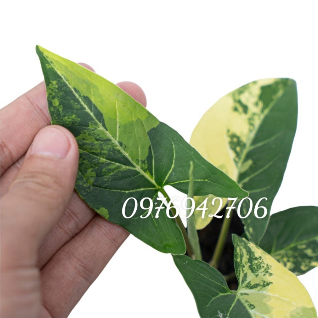 Trầu bà đột biến Var   | Syngonium aurea variegata-cây phong thủy,lọc khí Cây Trầu Bà Var