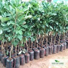 Cây giống chôm chôm thái cây ghép cho quả sau 1 năm