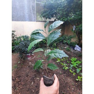 Cây giống xạ đen - Cao 35cm
