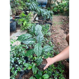 Cây giống xạ đen - cao 35cm