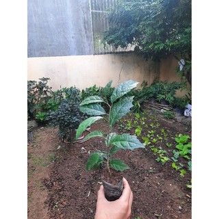 Cây giống xạ đen - Cao 35cm