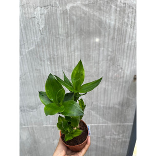 Cây Trúc Phát Tài 3 thân chậu mini