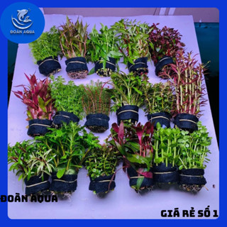Cây Thủy Sinh cắt cắm nhiều loại.1 bó cây thủy sinh cắt cắm