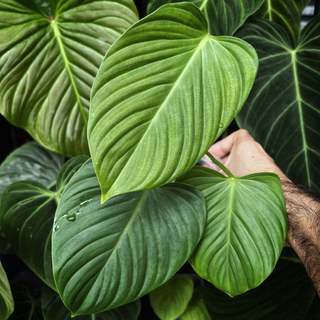 Philodendron Fuzzy Petiole