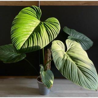 Philodendron Fuzzy Petiole