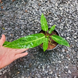 Anthurium Queen